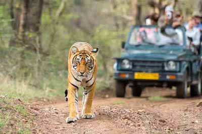 ranthambore B2B Tour Packages