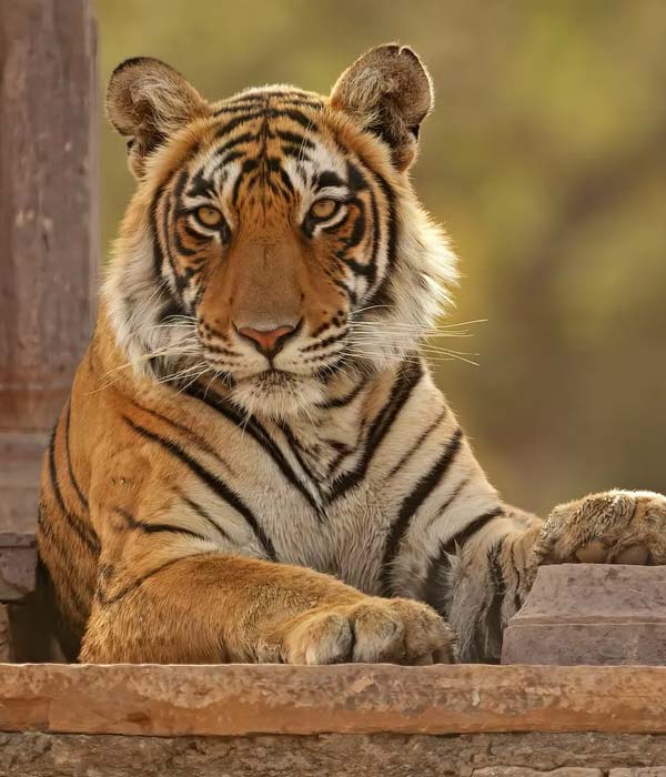 Ranthambore